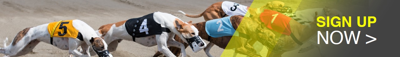 PuntOnDogs.com.au sign-up greyhounds photo
